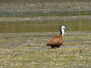Faune Orange River Afrique du Sud