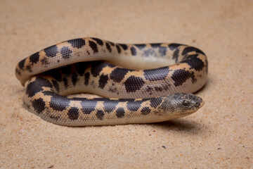 Sand Boa (Eryx) on the desert sand.