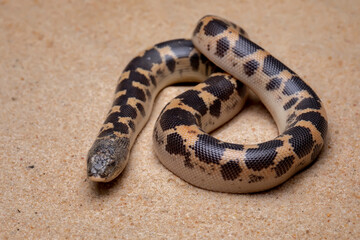 Sand Boa (Eryx) on the desert sand.