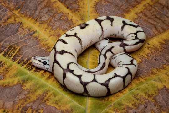 Ball Python Morph is the most popular pet snake. Baby Ball Python Morph on dry leaf.