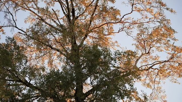 branches against sky, Berga Link&ouml;ping