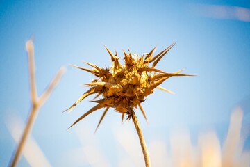 Thistle dry flower isolated with blue sky background.
