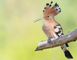 Eurasian hoopoe, Upupa epops. A bird spreads its crest and sits on a thick, dry branch