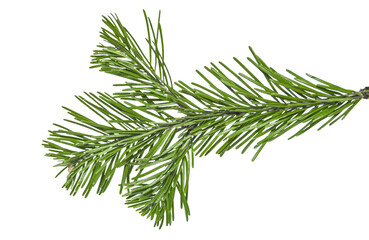 Christmas branch of a pine tree isolated - obrazy, fototapety, plakaty
