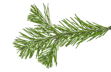 Christmas branch of a pine tree isolated