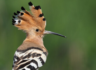 Eurasian hoopoe, Upupa epops. Close-up of the bird © Юрій Балагула