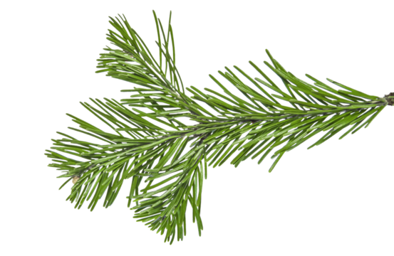 Christmas branch of a pine tree isolated