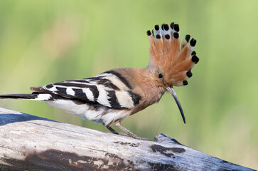 Eurasian hoopoe, Upupa epops. A bird spreads its crest and sits on a log