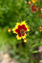 Plains tickseed