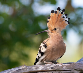 Eurasian hoopoe, Upupa epops. A bird spreads its crest and sits on a thick, dry branch © Юрій Балагула