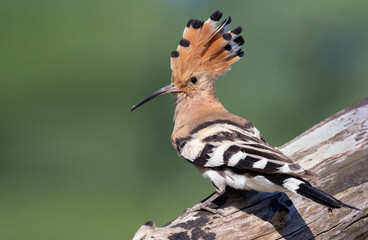 Eurasian hoopoe, Upupa epops. A bird spreads its crest and sits on a log