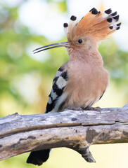 Eurasian hoopoe, Upupa epops. A bird spreads its crest and sits on a log