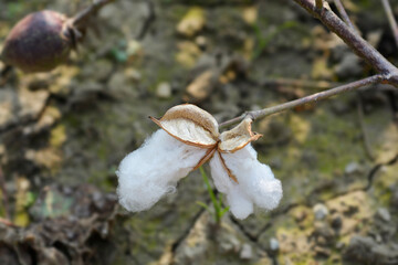 Upland cotton