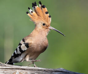 Eurasian hoopoe, Upupa epops. A bird spreads its crest and sits on a log