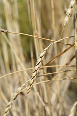 Fototapeta premium Dinkel wheat