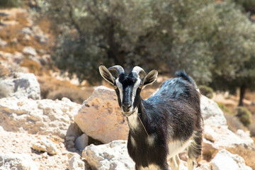 Goat  in rocky area of Rhodes Island. Domestic goat of Greece,  for milk production.