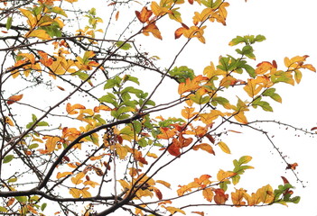 Branch with Yellow and Green Autumn Leaves Against a White Sky Close Up