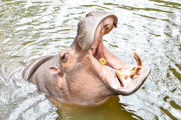 hippopotamus in water