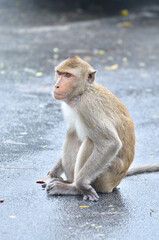 Naklejka premium monkey