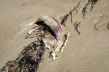 Il cadavere di un cane in decompoisizione sulla spiaggia di Pellestrina, isola della laguna di...
