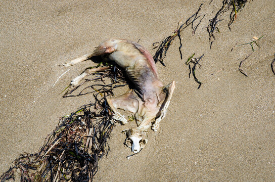 Il cadavere di un cane in decompoisizione sulla spiaggia di Pellestrina, isola della laguna di Venezia