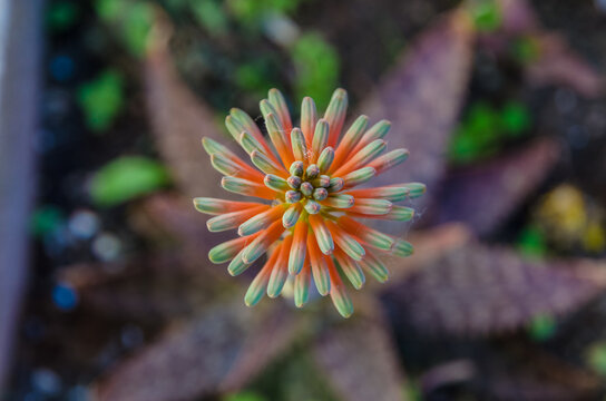Primo piano del fiore dell'Aloe Maculata