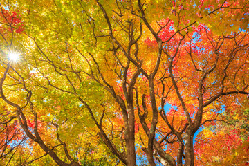 autumn trees in the park