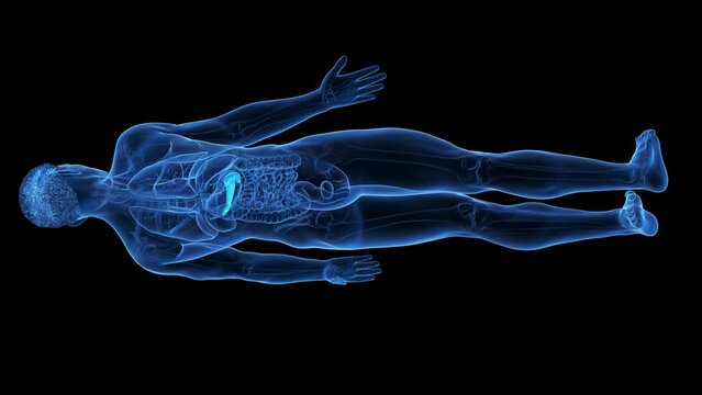 3d rendered medical animation of the pancreas
