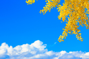 yellow autumn leaves against sky