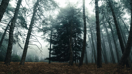 Obraz premium Big fir tree in the mist in the forest autumnal mountain