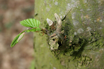 tree