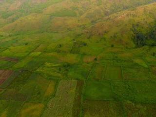 Aerial view of Bien Ho Che or Bien Ho tea fields, Gia Lai province, Vietnam. Workers of the tea farm are harvesting tea leaves in the early morning.