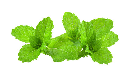 mint leaf herb isolated on  transparent png