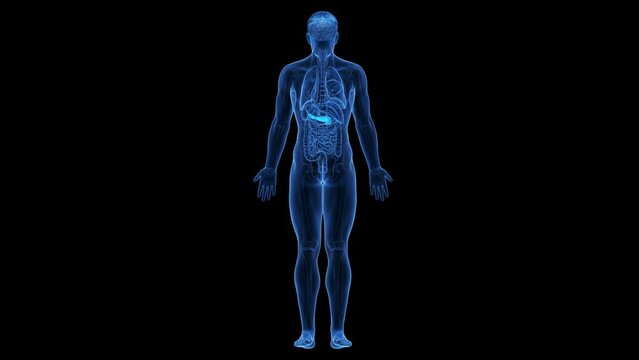 3d rendered medical animation of the pancreas