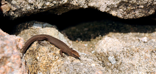 Fitzinger's algyroides // Tyrrhenische Kieleidechse, Zwerg-Kieleidechse (Algyroides fitzingeri)