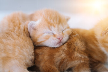 Fototapeta na wymiar Newborn baby red cat sleeping on funny pose. Group of small cute ginger kitten. Domestic animal. Sleep and cozy nap time. Comfortable pets sleep at cozy home. Selective focus