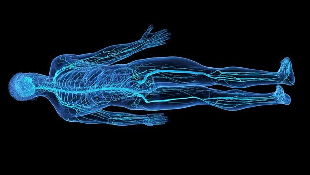 3d rendered medical animation of the nervous system
