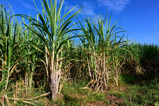 Sugarcane field with full grown crop, sugar cane agricultural economy. sugarcane is a grass of poaceae family. it taste sweet and good for health. Well known as tebu in malaysia