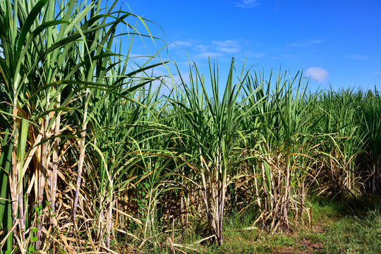 Sugarcane field with full grown crop, sugar cane agricultural economy. sugarcane is a grass of poaceae family. it taste sweet and good for health. Well known as tebu in malaysia