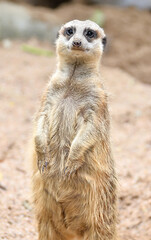 Fototapeta premium meerkat