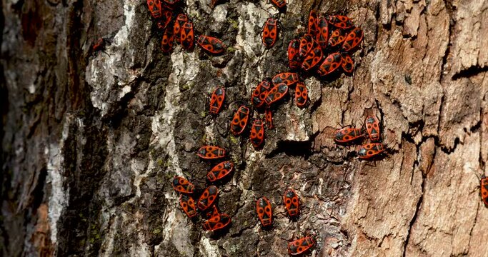 Closeup of Firebugs on the tree bark