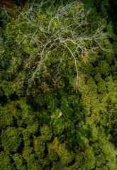 Aerial view of Bien Ho Che or Bien Ho tea fields, Gia Lai province, Vietnam. Workers of the tea farm are harvesting tea leaves in the early morning.