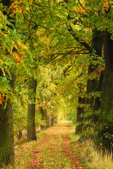 Magic path in colorful autumn foliage tree tunnel. Czech landscape