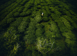 Aerial view of Bien Ho Che or Bien Ho tea fields, Gia Lai province, Vietnam. Workers of the tea...
