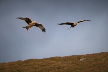 birds in flight