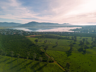 Aerial view of Bien Ho Che or Bien Ho tea fields, Gia Lai province, Vietnam. Workers of the tea...