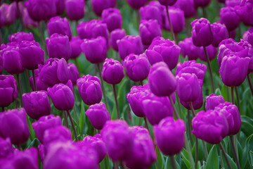 purple tulips in the garden