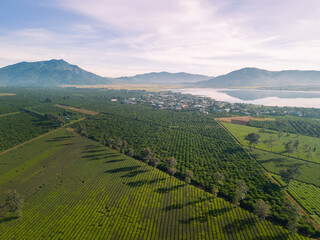 Fototapeta premium Aerial view of Bien Ho Che or Bien Ho tea fields, Gia Lai province, Vietnam. Workers of the tea farm are harvesting tea leaves in the early morning.