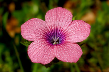 close up of pink flower, a pink flower with water drops on it