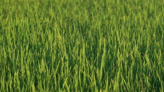 Fields of rice plantation